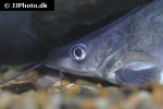cranoglanis bouderius cranoglanis bouderius