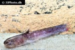 denticetopsis seducta denticetopsis seducta