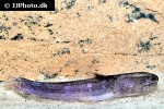 denticetopsis seducta denticetopsis seducta