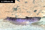 denticetopsis seducta denticetopsis seducta
