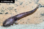 denticetopsis seducta denticetopsis seducta