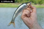 laides longibarbis laides longibarbis