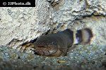 malapterurus electricus malapterurus electricus