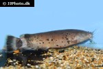 malapterurus electricus malapterurus electricus
