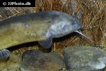 malapterurus electricus malapterurus electricus