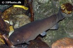 malapterurus electricus malapterurus electricus