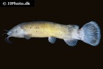 malapterurus electricus malapterurus electricus