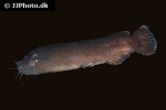 malapterurus electricus malapterurus electricus