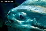 mola mola