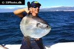 mola mola