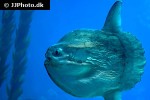 mola mola