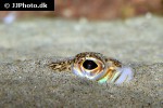 trachinus draco