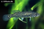 umbra pygmaea umbra pygmaea