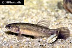 umbra pygmaea umbra pygmaea