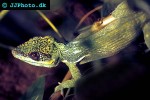 anolis equestris knight anole anolis equestris knight anole
