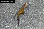 anolis limifrons border anole anolis limifrons border anole