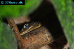 anolis oculatus winstoni dominican anole anolis oculatus winstoni dominican anole