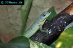 anolis roquet summus martinique anole anolis roquet summus martinique anole