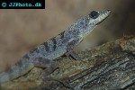 anolis roquet zebrilus striped martinique anole anolis roquet zebrilus striped martinique anole