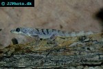 anolis roquet zebrilus striped martinique anole anolis roquet zebrilus striped martinique anole