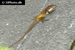 anolis sabanus saban anole anolis sabanus saban anole