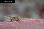 anolis sagrei brown anole anolis sagrei brown anole