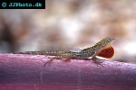 anolis sagrei brown anole anolis sagrei brown anole