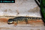 cordylus tropidosternum tropical girdled lizard cordylus tropidosternum tropical girdled lizard