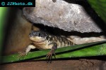cordylus tropidosternum tropical girdled lizard cordylus tropidosternum tropical girdled lizard