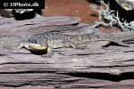 cordylus tropidosternum tropical girdled lizard cordylus tropidosternum tropical girdled lizard
