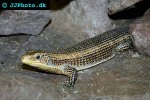 gerrhosaurus major bottegoi sudan plated lizard gerrhosaurus major bottegoi sudan plated lizard