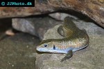 gerrhosaurus major major great plated lizard gerrhosaurus major major great plated lizard