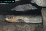 gerrhosaurus major major great plated lizard gerrhosaurus major major great plated lizard