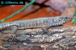 gerrhosaurus validus giant plated lizard gerrhosaurus validus giant plated lizard