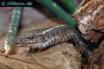 gerrhosaurus validus giant plated lizard gerrhosaurus validus giant plated lizard