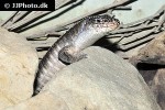gerrhosaurus validus giant plated lizard gerrhosaurus validus giant plated lizard