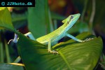 laemanctus longipes eastern conehead lizard laemanctus longipes eastern conehead lizard