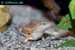 leiocephalus spp ground dwelling lizard leiocephalus spp ground dwelling lizard