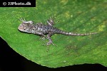 sceloporus malachiticus emerald swift spiny lizard sceloporus malachiticus emerald swift spiny lizard