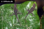 sceloporus malachiticus emerald swift spiny lizard sceloporus malachiticus emerald swift spiny lizard