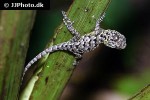 sceloporus malachiticus emerald swift spiny lizard sceloporus malachiticus emerald swift spiny lizard