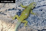 sceloporus malachiticus green spiny lizard emerald swift sceloporus malachiticus green spiny lizard emerald swift