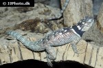 sceloporus serrifer cyanogenys blue spiny lizard sceloporus serrifer cyanogenys blue spiny lizard