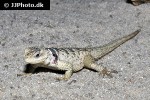 sceloporus serrifer cyanogenys blue spiny lizard sceloporus serrifer cyanogenys blue spiny lizard