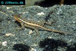 sceloporus undulatus fence lizard sceloporus undulatus fence lizard
