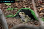 sphenodon punctatus tuatara sphenodon punctatus tuatara