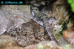 sphenodon punctatus tuatara sphenodon punctatus tuatara