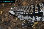 tupinambis merianae argentine black and white tegu tupinambis merianae argentine black and white tegu