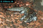 tupinambis teguixin common tegu tupinambis teguixin common tegu