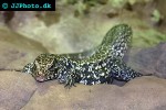 tupinambis teguixin common tegu tupinambis teguixin common tegu